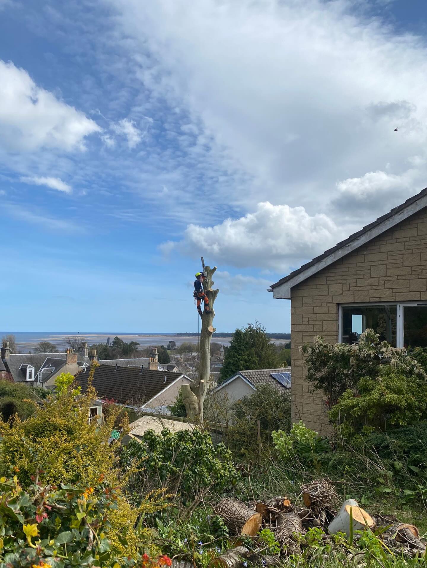 Tree Removal & Dismantling