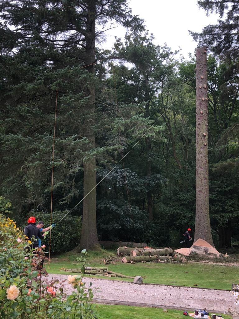 Tree Removal & Dismantling