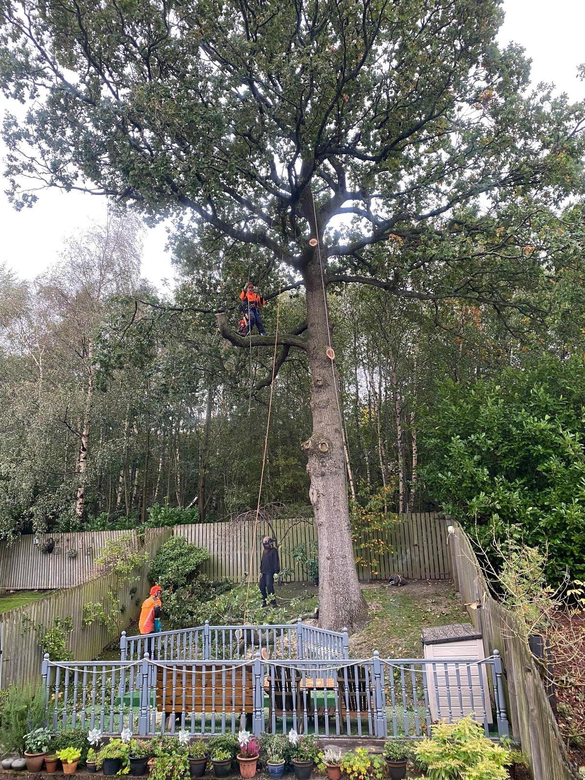 Tree surgeons working at height in a mature oak tree