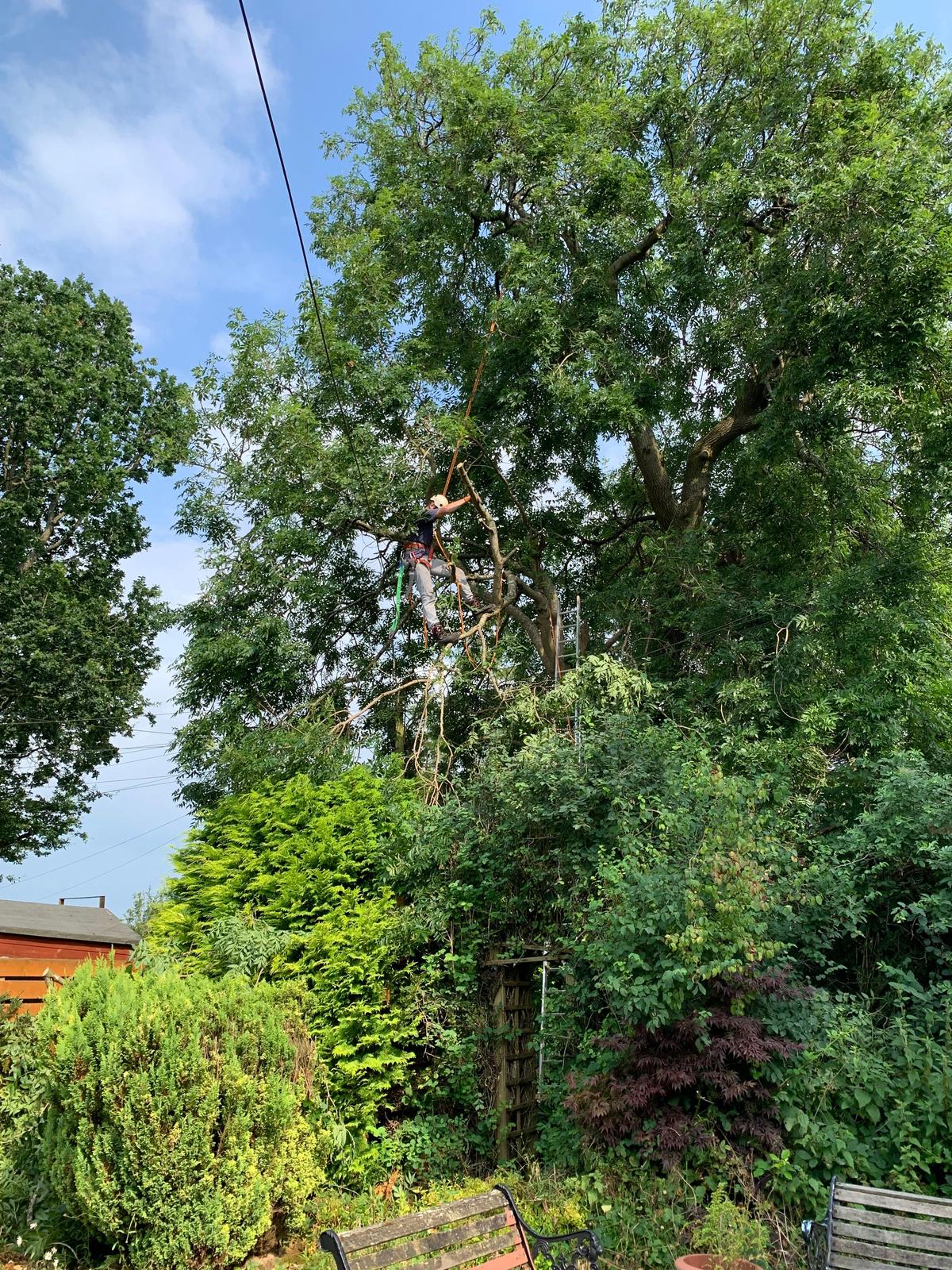 Emergency Tree Work 24/7