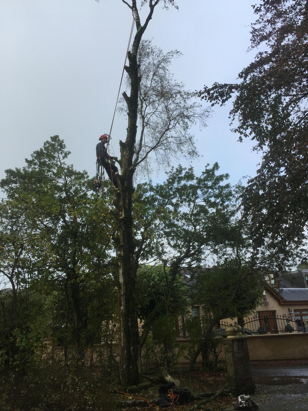 PineGrove Tree Surgeons climbing high into a birch tree