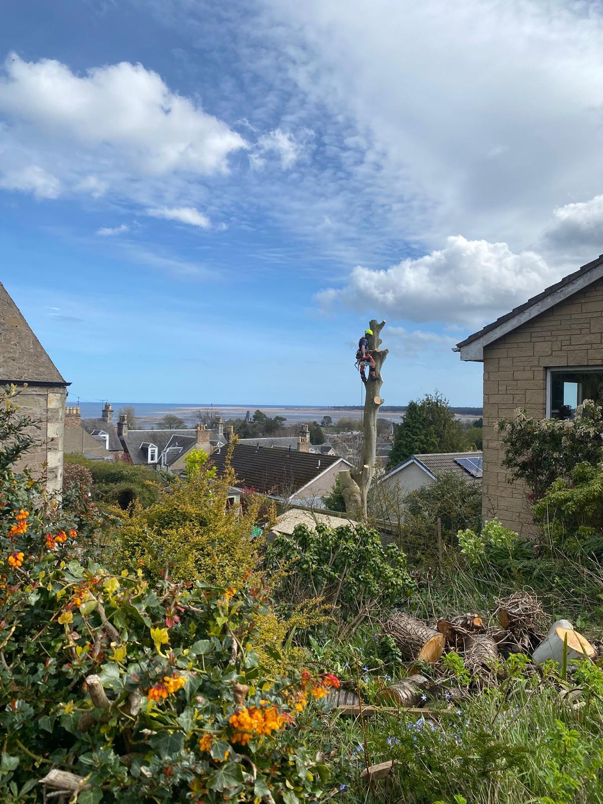 PineGrove Tree Surgeons tree work
