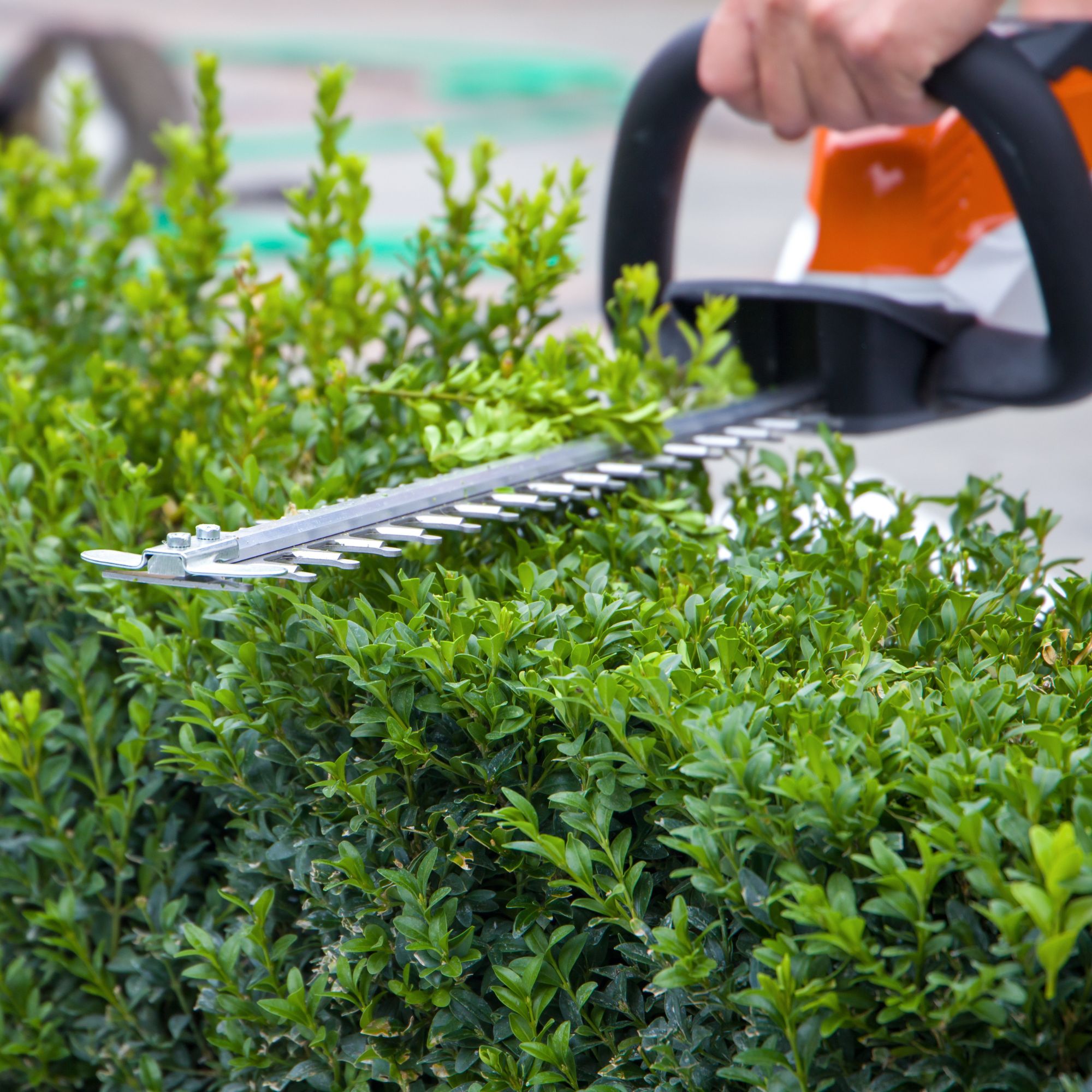 Hedge Cutting & Maintenance